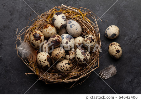 Quail eggs in nest Quail eggs in nest 64642406