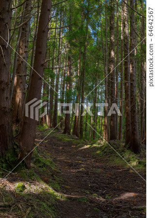 Gruta do natal hiking trail in the forest on the island of Terceira in Azores. Gruta do natal hiking trail in the forest on the island of Terceira in Azores. 64642567