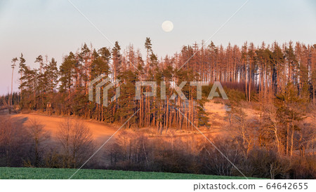 Wooden Hunters High Seat, hunting tower 64642655