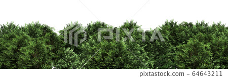 Green trees isolated on white background Forest Green trees isolated on white background Forest 64643211