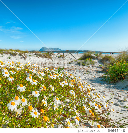 Landscape of grass and flowers in sand dunes on Landscape of grass and flowers in sand dunes on 64643448