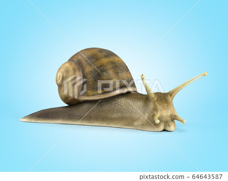 Gsrden snail 3d render on blue gradient Gsrden snail 3d render on blue gradient 64643587