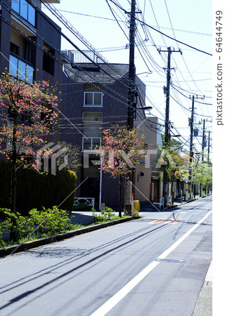Dogwood tree-lined road in a residential area around Komaba Todaimae Station 64644749