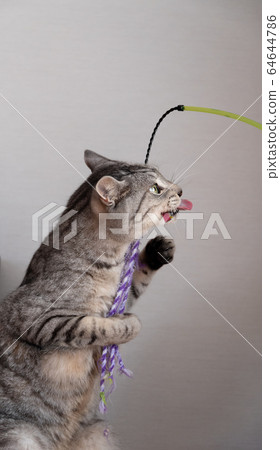Play with cats Play with cats 64644786