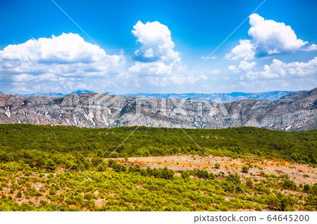 Pine tree forest and mountain range landscape Pine tree forest and mountain range landscape 64645200