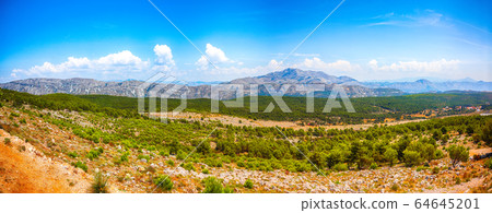 Pine tree forest and mountain range landscape Pine tree forest and mountain range landscape 64645201