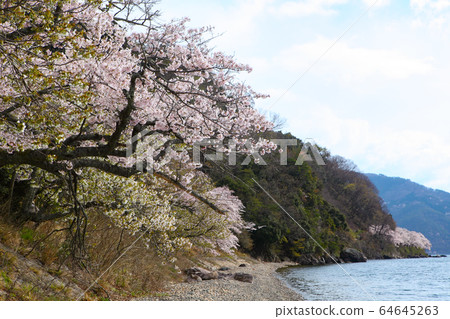 A row of cherry blossom trees in Kaizu Osaki 64645263