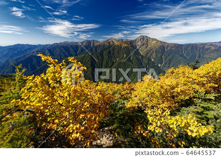 Yellow leaves of Betula birch and Mt. Shiramine in the Southern Alps Yellow leaves of Betula birch and Mt. Shiramine in the Southern Alps 64645537
