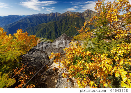 Yellow leaves of Betula birch and Mt. Shiramine in the Southern Alps Yellow leaves of Betula birch and Mt. Shiramine in the Southern Alps 64645538