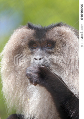 白尾猴 64646090