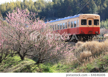 小湊鐵路“風景和火車沿著粉紅色的花朵” 64646806