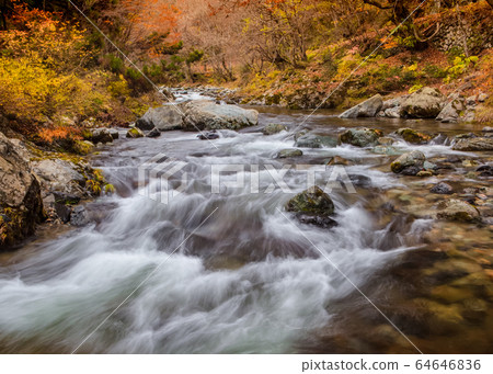 It is a mountain stream scenery of Urasumikyo. The whole Ki Valley is colored in autumn. There is a lot of water because of rain. It is a mountain stream scenery of Urasumikyo. The whole Ki Valley is colored in autumn. There is a lot of water because of rain. 64646836