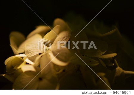 hydrangea hydrangea 64646904