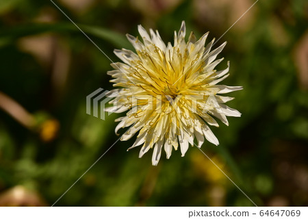 White flower dandelion White flower dandelion 64647069