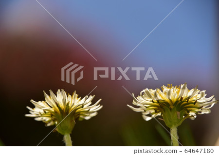 白花蒲公英 64647180