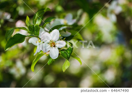 White flowers on the spring fruit tree. 64647490