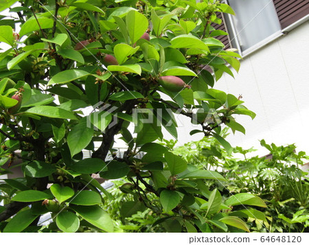 The remaining fruit of the stamen, the fruit of the beginning of fruiting The remaining fruit of the stamen, the fruit of the beginning of fruiting 64648120