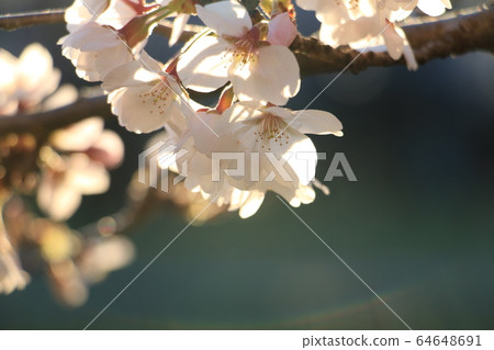 Yoshino cherry tree 64648691