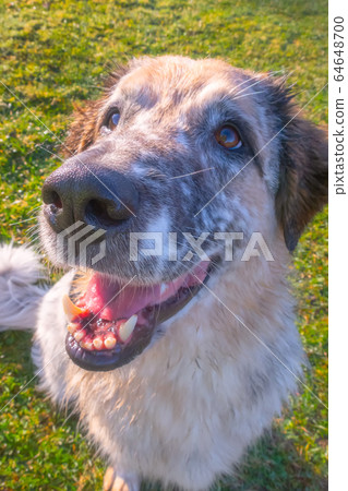 dog muzzle close-up with big nose dog muzzle close-up with big nose 64648700