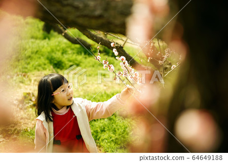 Bohae Plum Farm in Haenam-gun, Jeollanam-do, a girl in a plum field 64649188