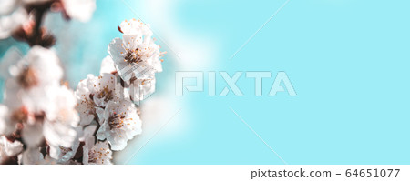 Blossoming cherry tree branches with copy space on Blossoming cherry tree branches with copy space on 64651077