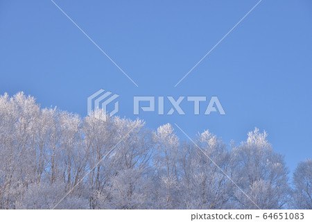 雪風景和藍天長野縣Chirigamine高原 雪風景和藍天長野縣Chirigamine高原 64651083
