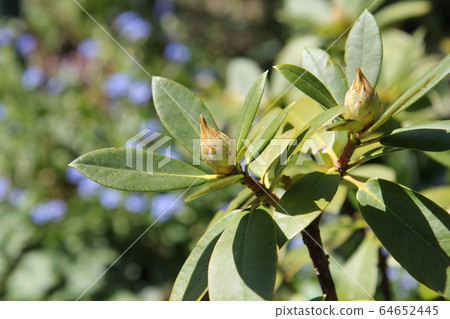 杜鵑花芽 64652445