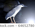 夜鷺 夜鷺 64652780