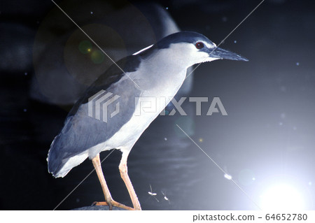 Night heron at night Night heron at night 64652780