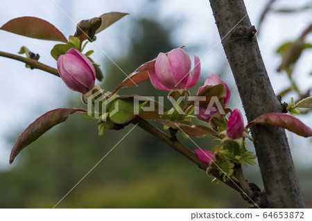 Fruit tree flowers 64653872