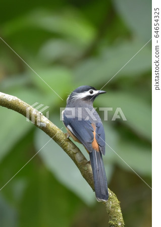 An indigo-colored bird on the branch of a tree. An indigo-colored bird on the branch of a tree. 64654325