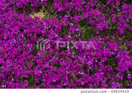 Flower grass 64654429