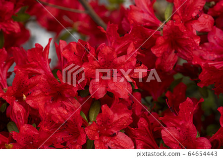 Azaleas 64654443