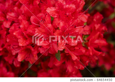 Azaleas 64654450