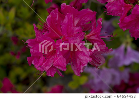 杜鵑花 杜鵑花 64654458