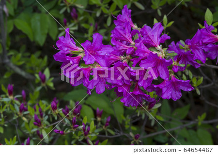 杜鵑花 杜鵑花 64654487