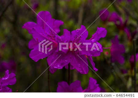 杜鵑花 杜鵑花 64654491