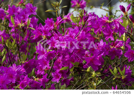 Azaleas 64654506