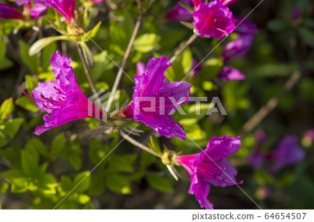 Azaleas 64654507