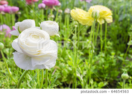 Ranunculus 64654563
