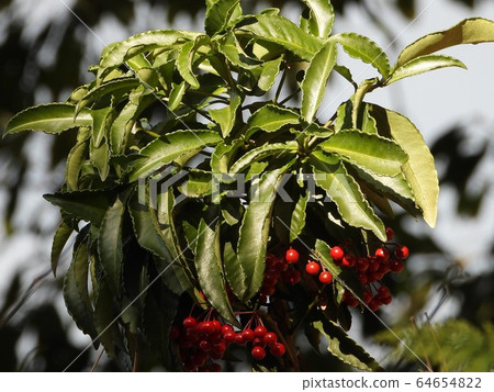 Manryo (ten thousand cars) Manryo (ten thousand cars) 64654822