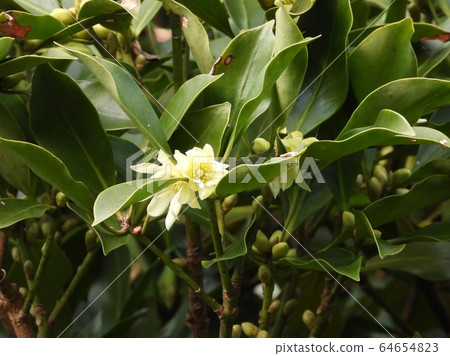 Shikimi flower Shikimi flower 64654823