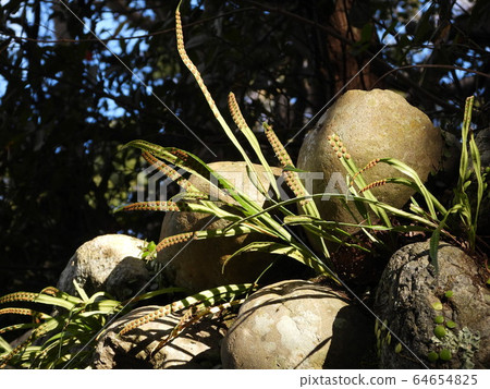 Nokin旋鈕 64654825