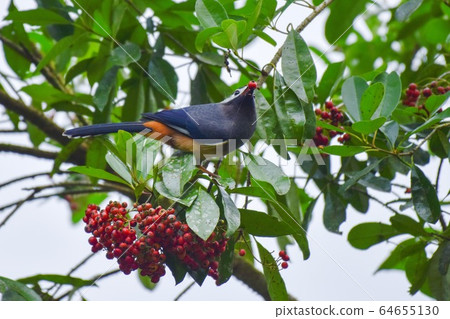 One ship is a lonely bird-like bird, and is a crimson fruit-colored tree. One ship is a lonely bird-like bird, and is a crimson fruit-colored tree. 64655130