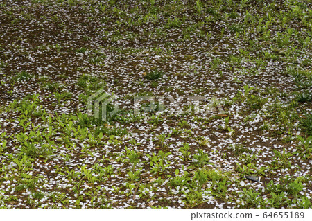 Cherry Blossom Cherry Blossom 64655189