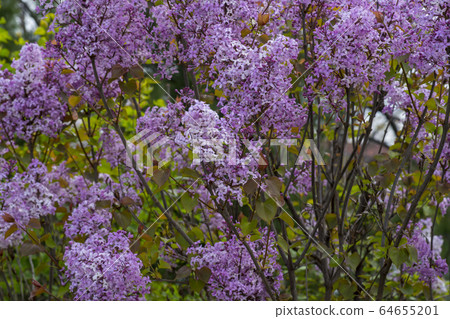 Lilac 64655201