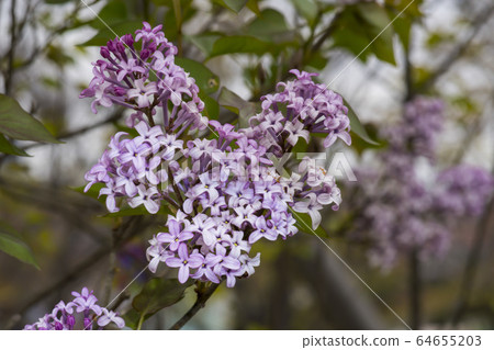 Lilac Lilac 64655203