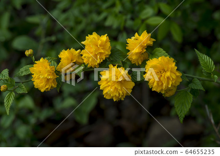 Bulwark Bulwark 64655235