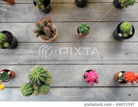 Collection of various cactus and succulent plants Collection of various cactus and succulent plants 64655397