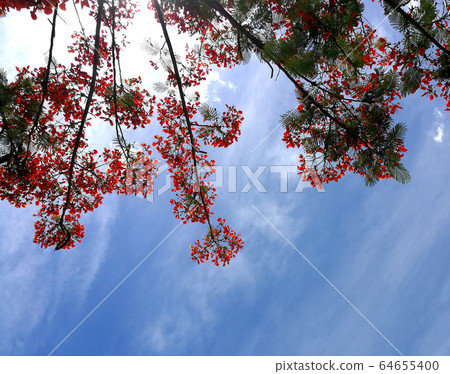 silhouette tree during morning in sky bright 64655400